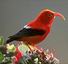 Iiwi Bird - Hawaiian Native