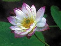Lotus Flower